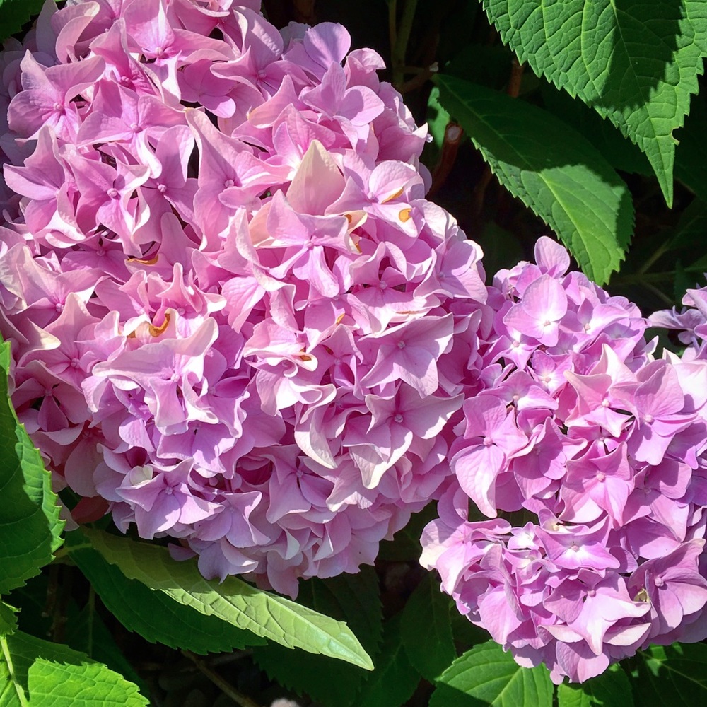 Meet your Posher, Marybeth